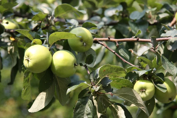 Appelboom — Stockfoto