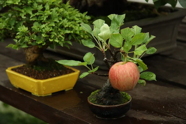 Bonsai almafa a kertben — Stock Fotó