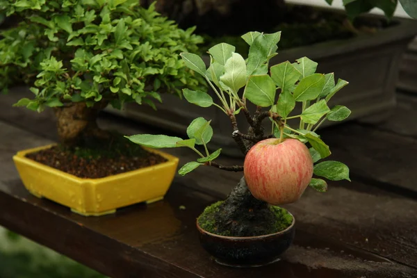 Bonsai macieira em um jardim — Fotografia de Stock