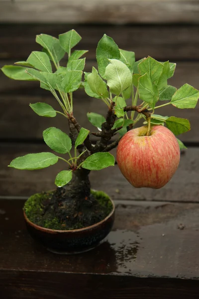 Bonsai-Apfelbaum — Stockfoto