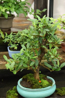 Bonsai minyatür ağaç