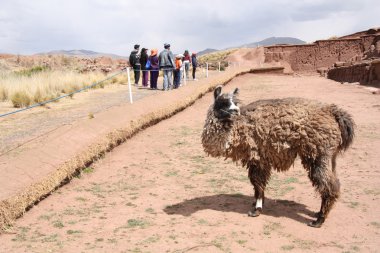 tiwanaku Harabeleri, altiplano, Bolivya komik Lama