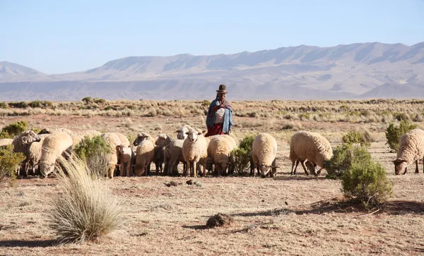 Pastor e rebanho de ovelhas, Altiplano boliviano — Fotografia de Stock