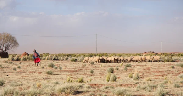 Vieille Femme Berger et troupeau de moutons en Bolivie — Photo