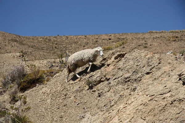 Sheep climbing the rock — Stock Photo, Image