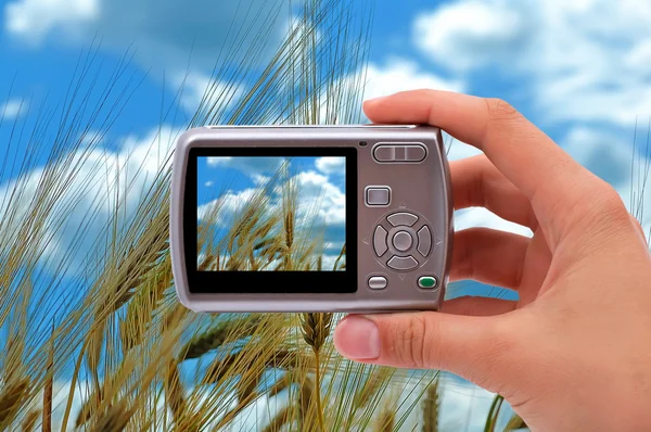 Wheat field — Stock Photo, Image