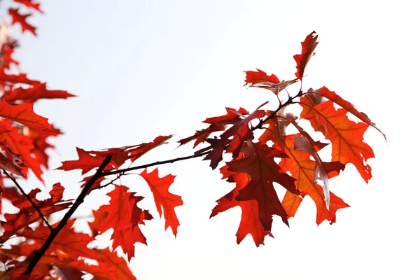 Autumn maple branch with red leaves. — Stock Photo, Image