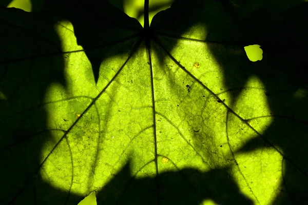 Maple leaf közeli háttérvilágítás makró — Stock Fotó