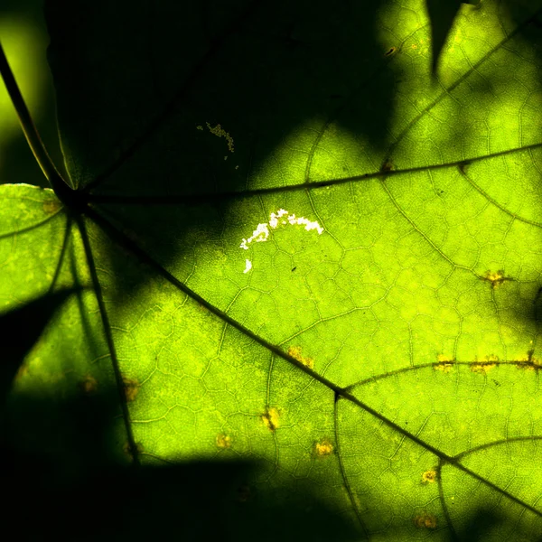 Daun hijau close-up — Stok Foto