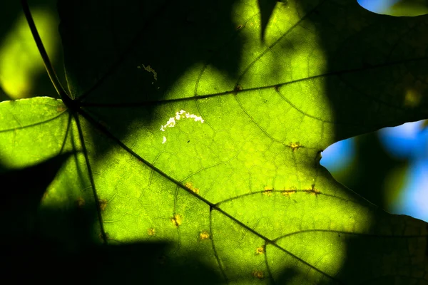 Gros plan sur la feuille d'érable — Photo