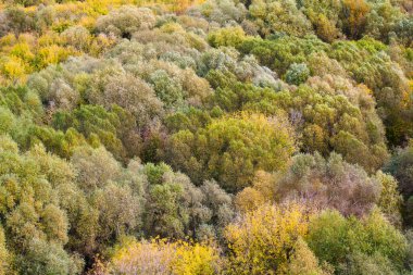 renkli ağaçlar. Üstten Görünüm
