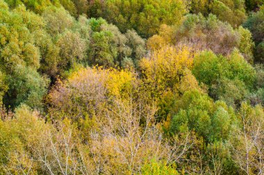 Orman seamless modeli - Üstten Görünüm.