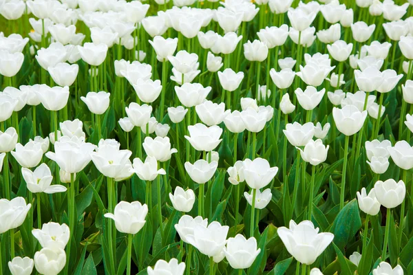 Tulipanes blancos frescos — Foto de Stock