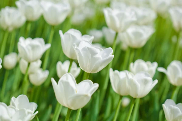 Tulipas brancas — Fotografia de Stock