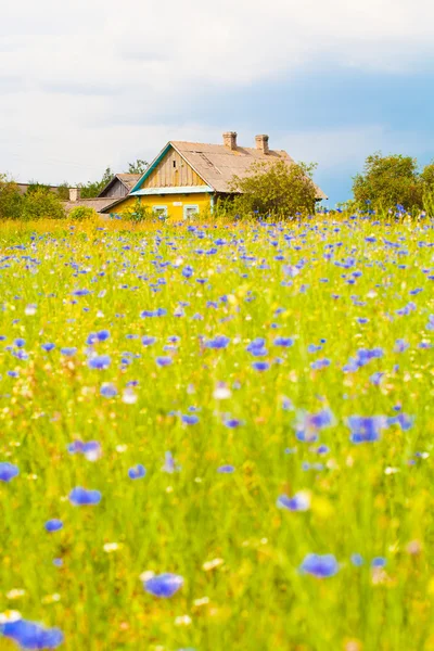 Rurale landschap. een eenzame boerderij. bloeiende veld. bloemen korenbloemen. — Stockfoto