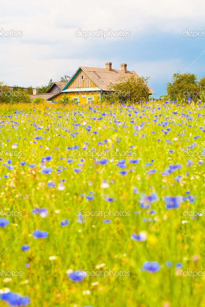 Rural landscape. A lonely farmhouse. Blooming field. Flowers cornflowers.