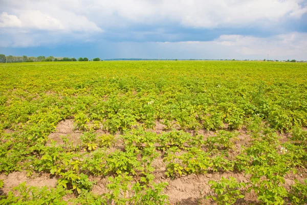 Kartoffelacker. grüne blühende Wipfel. — Stockfoto