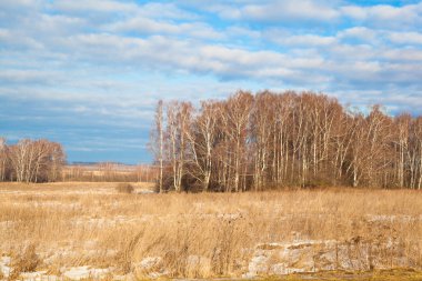 sonbahar manzara - huş ağacı, kuru ot.