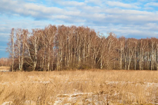 Autumn landscape - birch, dry grass. Stock Image