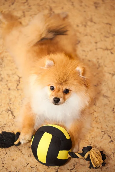 Dog spitz puppy lying on the floor with a toy. — Stock Photo, Image
