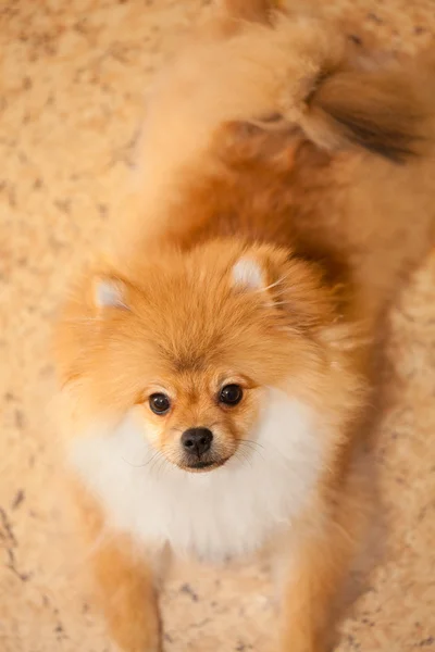 Σκύλος spitz πορτοκαλί. μικρό σκύλοs breeds. εξετάζει τη φωτογραφική μηχανή. — Φωτογραφία Αρχείου
