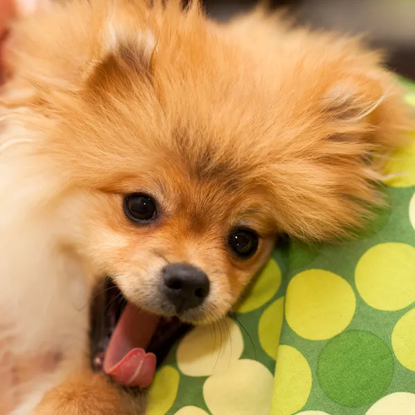 Aggressive dog spitz. Small dog breeds. — Stock Photo, Image