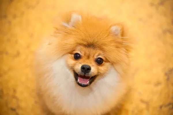 Dog spitz orange. Small dog breeds. Smiling at the camera