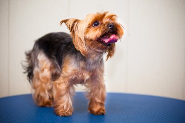 Yorkshire terrier ile temiz bir saç kesimi. küçük köpek ırkları.