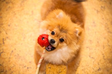 spitz ağzında bir oyuncak top yerde yatarken köpek yavrusu. kameraya bakıyor. küçük doğurmak