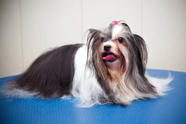 Yorkshire terrier. siyah ve beyaz. stüdyoda çekim — Stok fotoğraf