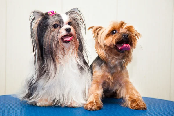 Two Yorkshire terrier - white and brown, adult and young. Shooting in studio. — Stock Photo, Image
