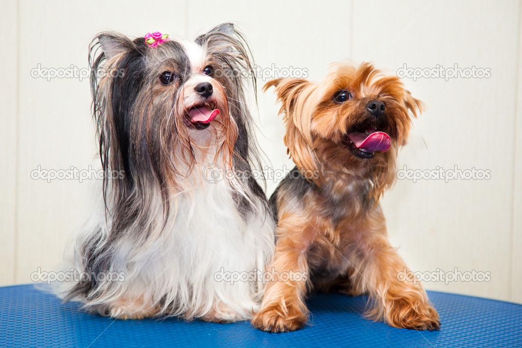 Two Yorkshire terrier - white and brown, adult and young. Shooting in studio.