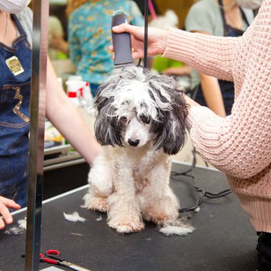 köpek fino köpeği, bir güzellik salonu için saçlarını kesti. küçük doğurmak.