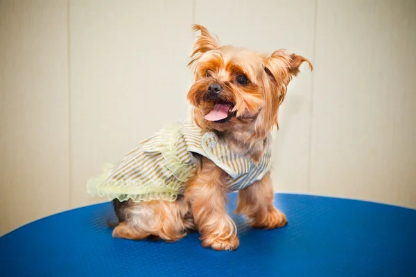Yorkshire terrier in a dress. Small dog breeds. — Stock Photo, Image