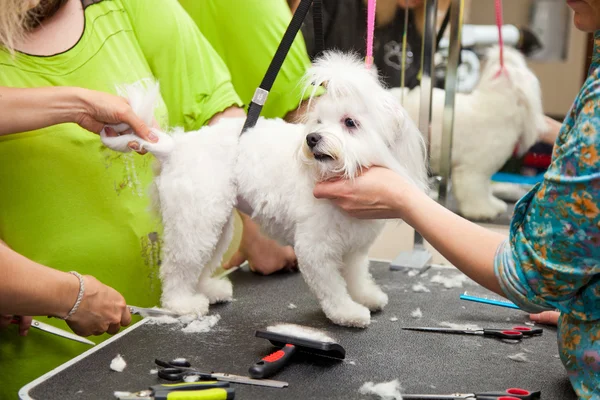 Malta köpek Güzellik Salonu hayvanlar için saç kesimi. Beyaz küçük doğurmak. — Stok fotoğraf