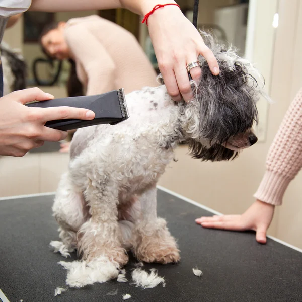 Köpek kaniş saç güzellik salonunda kesti. — Stok fotoğraf