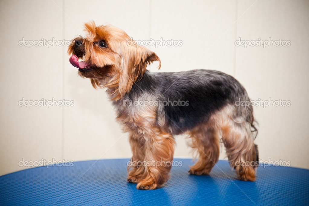 Pictures Yorkie Hairstyle Yorkshire Terrier With A Neat