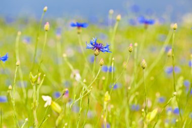 Cornflower blue flowers on the field clipart
