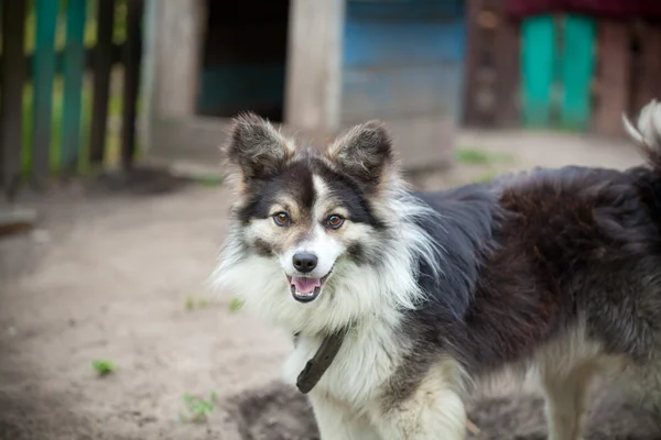 Watchdog mongrel — Stock Photo, Image