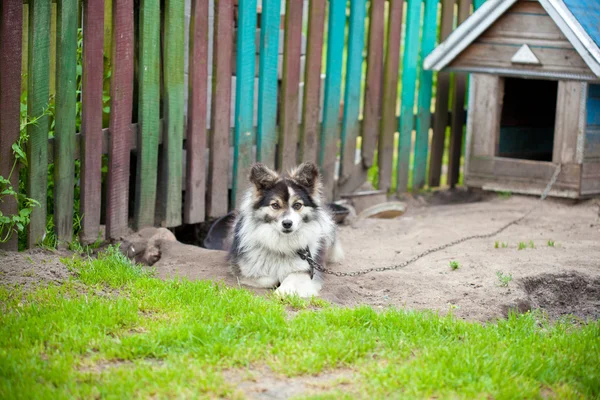 Watchdog on a chain — Stock Photo, Image