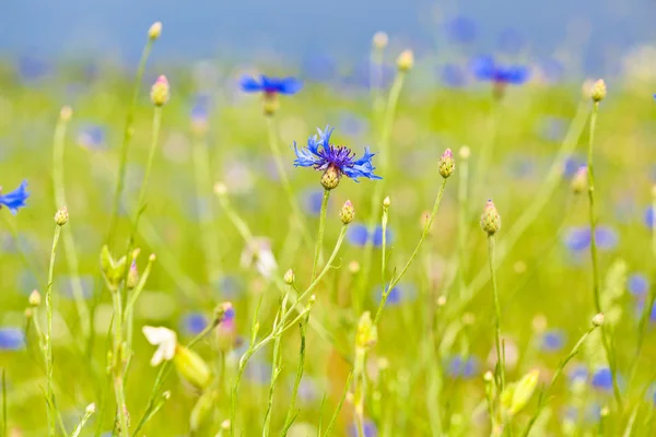 Cornflower flores azuis no campo — Fotografia de Stock