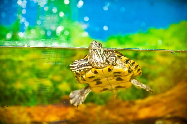 Rotohr-Schieberegler schwimmt im Wasser im Aquarium. Schildkröte im Wasser — Stockfoto