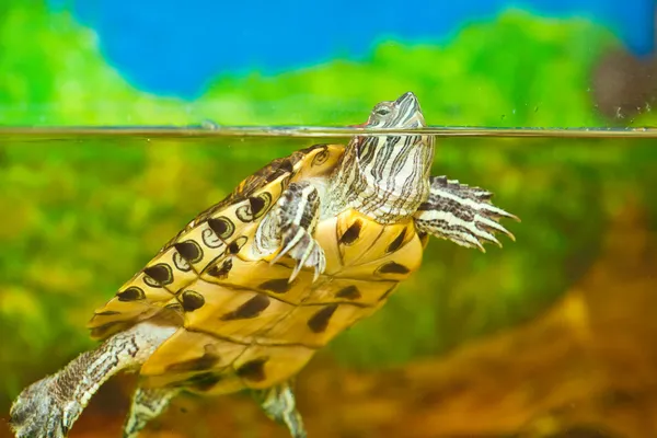 Tortue dans l'eau. Glissière à oreilles rouges nageant dans l'eau de l'aquarium. — Photo