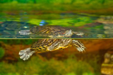 suda turtle. Kırmızı kulaklı kaymak içinde belgili tanımlık akvaryum su yüzme