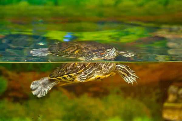 Tartaruga in acqua. Slider dalle orecchie rosse che nuotano in acqua nell'acquario — Foto Stock