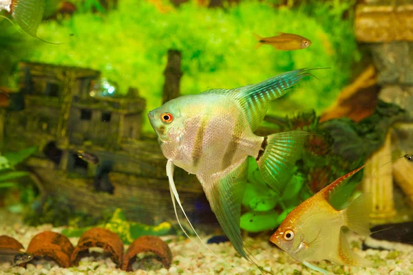Skalare Fische im Aquarium — Stockfoto
