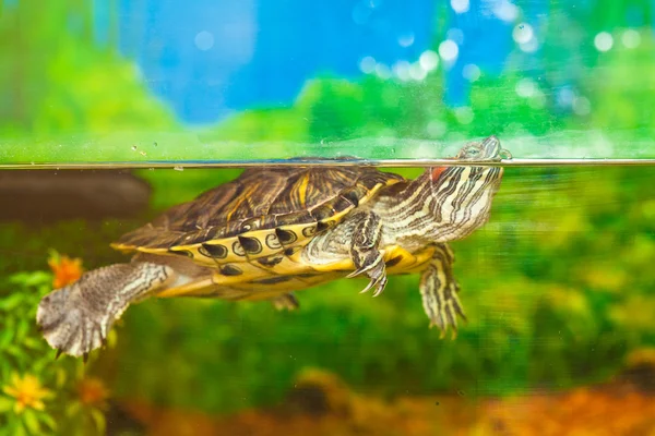 Rotohr-Schieberegler schwimmt im Wasser im Aquarium. Schildkröte im Wasser — Stockfoto