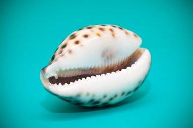 Deniz kabuğu yakın çekim