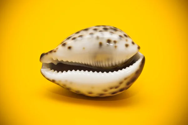 Marine shell close-up — Stock Photo, Image