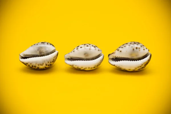 Trois coquilles avec des taches brunes sur un fond jaune — Photo